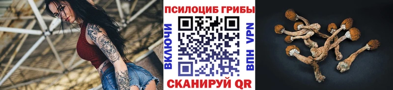 Галлюциногенные грибы Psilocybe  Ржев 